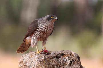 Eurasian Goshawk