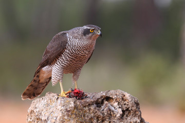 Eurasian Goshawk