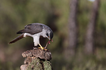Eurasian Goshawk