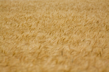 Wheat field background