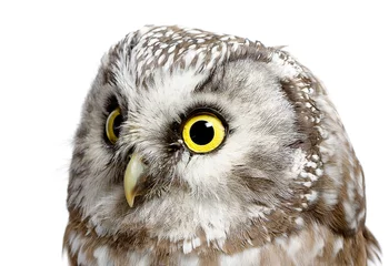 Store enrouleur tamisant sans perçage Hibou boreal owl
