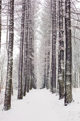 forest grove in winter, with high snow-covered trees and path