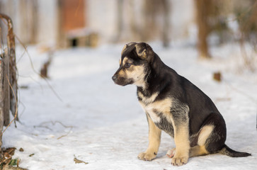 Black stray puppy looking out for mom's returning from hunting