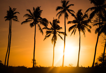 Obraz na płótnie Canvas Sonnenaufgang in orangenem Licht und Palmsilhoutten, Sri Lanka