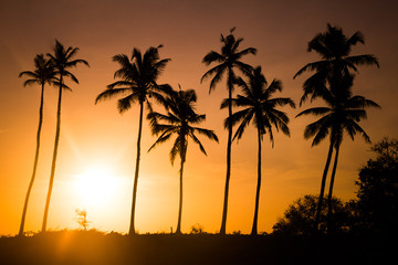 Sonnenaufgang in orangenem Licht und Palmsilhoutten, Sri Lanka