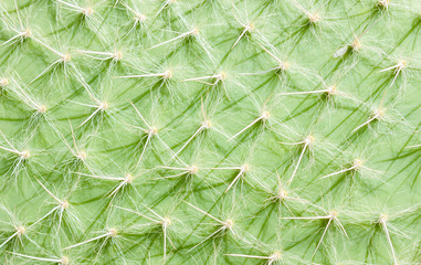 cactus surface texture