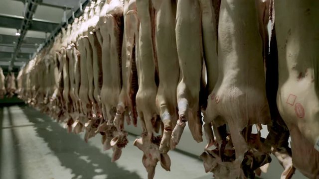 Pork carcasses hanging on hooks in a meat factory. Pigs in slaughterhouse. Half pork hanging from the rail transport.