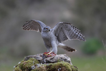 Eurasian Goshawk