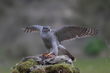 Eurasian Goshawk