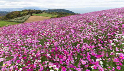 Cosmos flower field