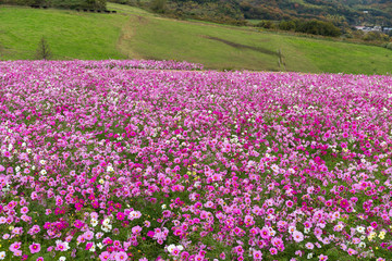 Cosmos flowers in the garden