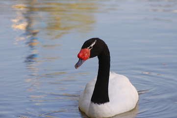 Лебедь на пруду