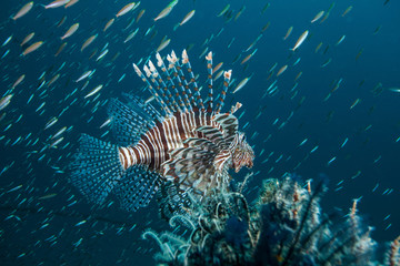 Lion fish close-up. Sipadan island. Celebes sea. Malaysia.