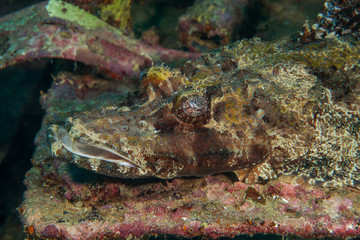 Crocodilefish close-up. Sipadan island. Celebes sea. Malaysia.