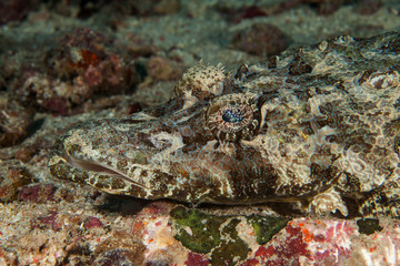 Obraz na płótnie Canvas Crocodilefish close-up. Sipadan island. Celebes sea. Malaysia.