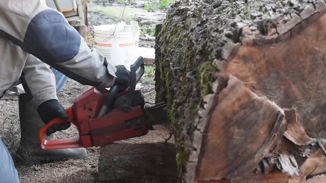 Man With Chainsaw Cutting Walnut Log.