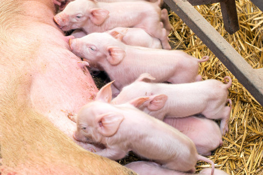 Newborn piglets suckling the sow's milk