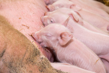 Newborn piglets suckling the sow's milk