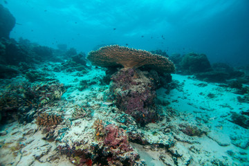 .Underwater landscape. Sipadan island. Celebes sea. Malaysia..