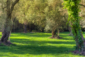 Fototapeta premium olive trees