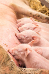 Newborn piglets suckling the sow's milk