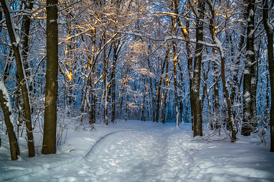 Fototapeta sunset in winter forest covered with snow