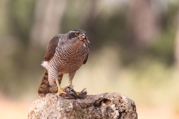Eurasian Goshawk