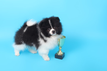Spitz puppy winner
