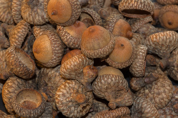Acorn Pile
