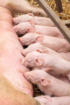 Piglets eating sow's milk in the cage