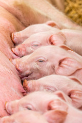 Newborn farrows eating sow's milk