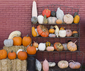 collection of pumkins and gourds on a metal rack against a brick wall