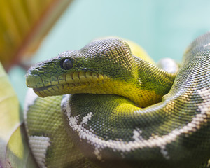 closeup portrait of an emerald tree boa