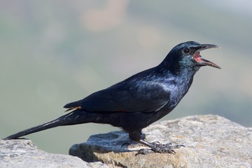Fototapeta premium A red winged starling calling at Table Mountain in Cape Town, South Africa