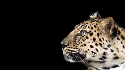 Foto op Plexiglas portret van een luipaard geïsoleerd op een zwarte achtergrond © Patrick Rolands