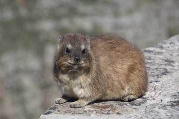 Chubby rock hyrax at Table Mountain in Cape Town, South Africa