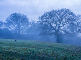 Late afternoon fog over Cheshire countryside, UK