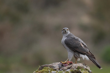 Eurasian Goshawk