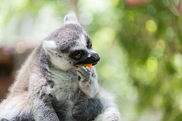Lemur at Hay Park in Kiryat Motzkin