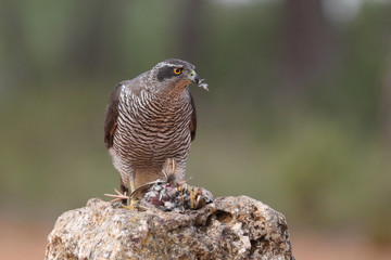 Eurasian Goshawk