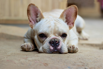 Young french bulldog portrait