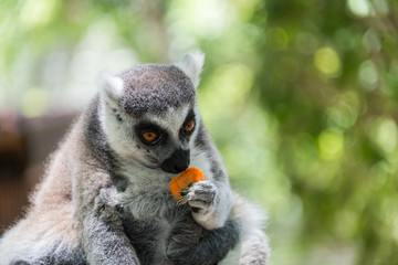 Lemur at Hay Park in Kiryat Motzkin
