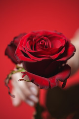 beautiful red rose in woman hands on a  background.