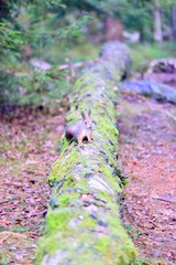Cute squirrel standing on a log. Gray winter fur.