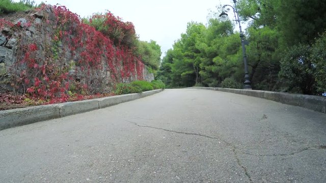 Stone wall with climbing plants