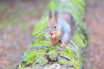 Cute squirrel eating a nut closeup.