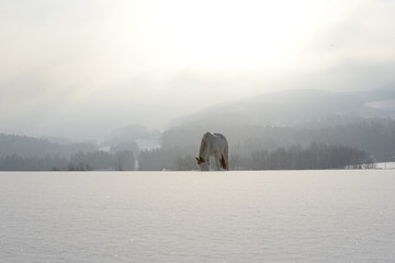 a kingdom for a horse, paint horse walking through mystical snowy landscape