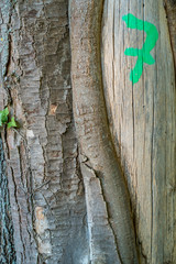 Markierter Baumstamm