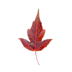 Maple leaf