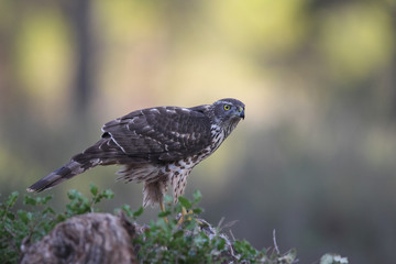 Eurasian Goshawk